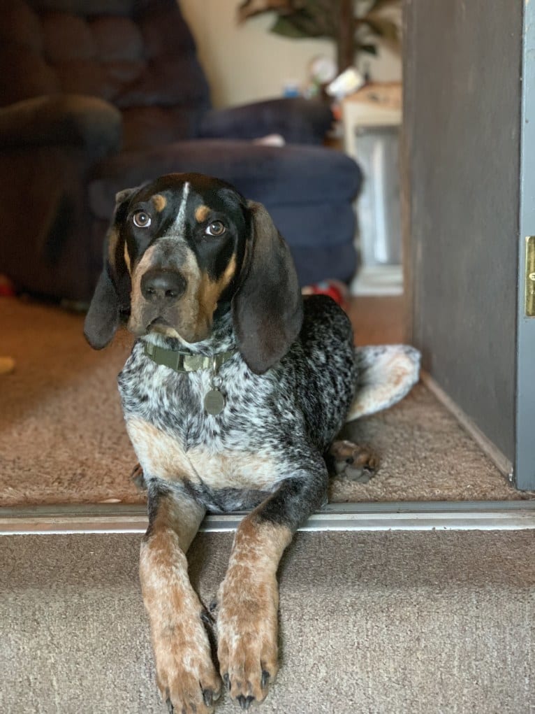 Archie, a Bluetick Coonhound tested with EmbarkVet.com