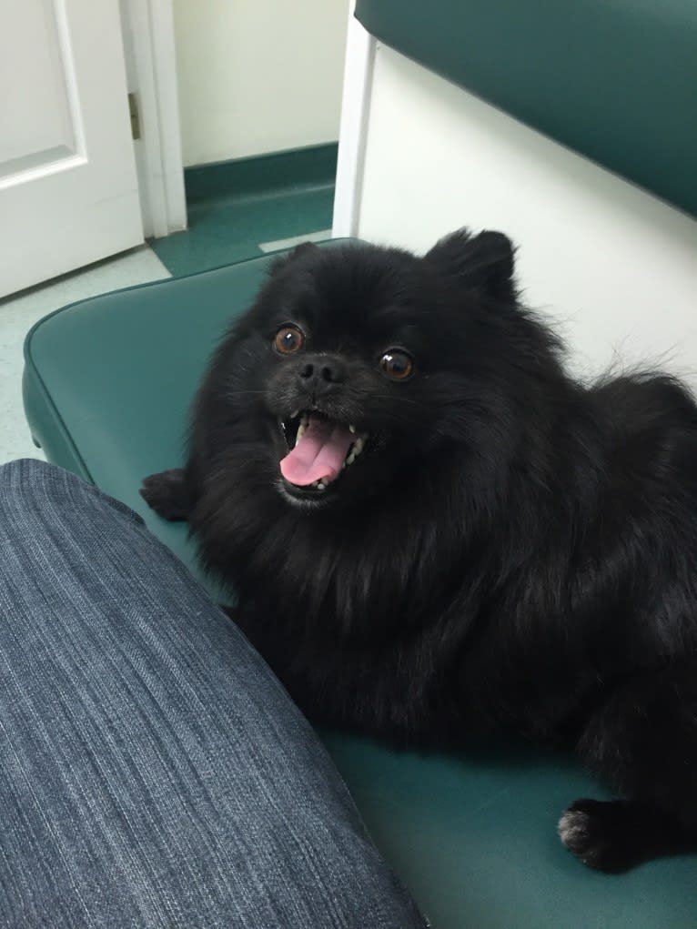 Marlin, a Pomeranian tested with EmbarkVet.com