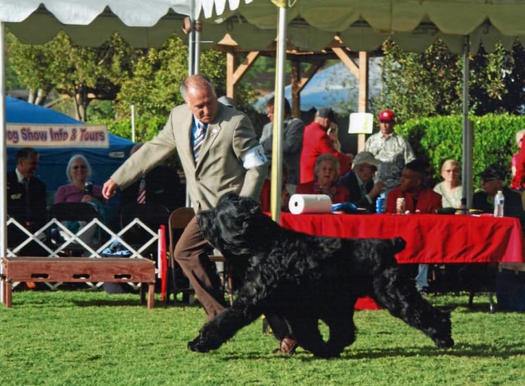 Thatch, a Black Russian Terrier tested with EmbarkVet.com