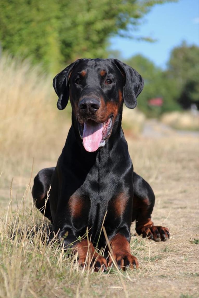 Tyson, a Doberman Pinscher tested with EmbarkVet.com