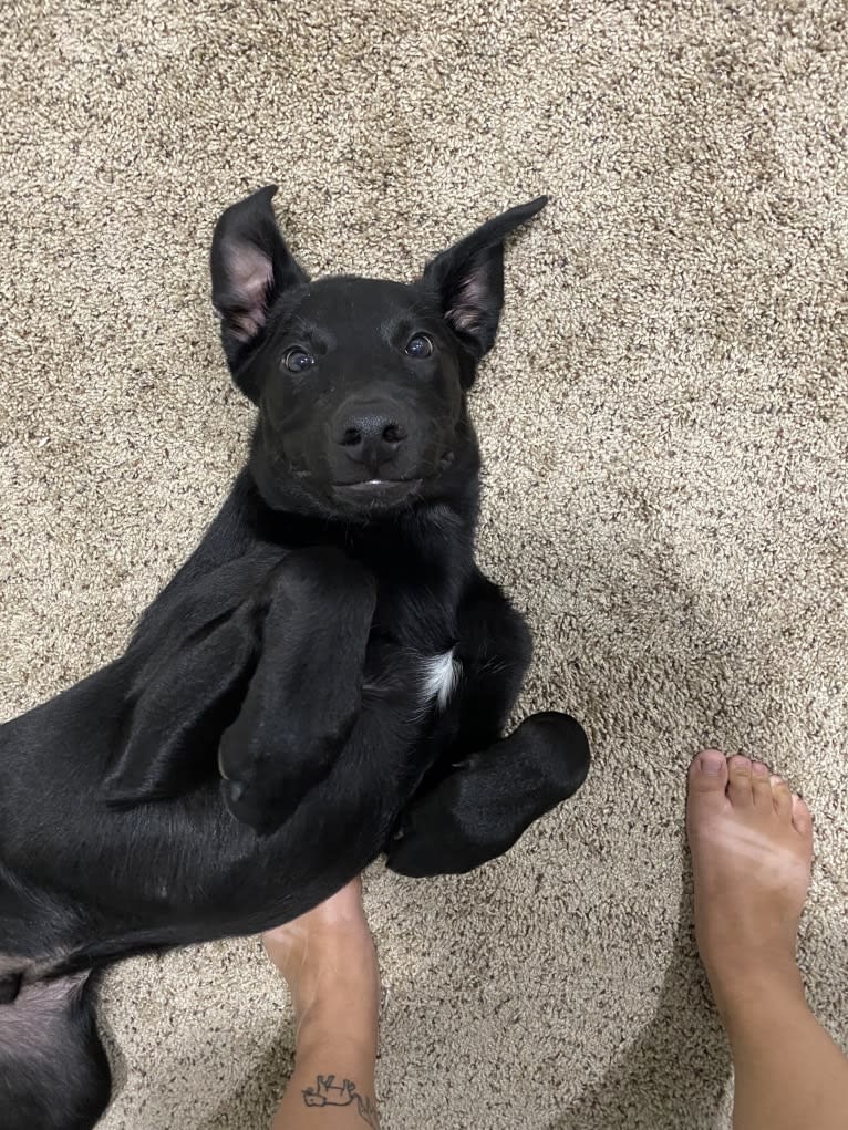 George, a Labrador Retriever and Belgian Malinois mix tested with EmbarkVet.com