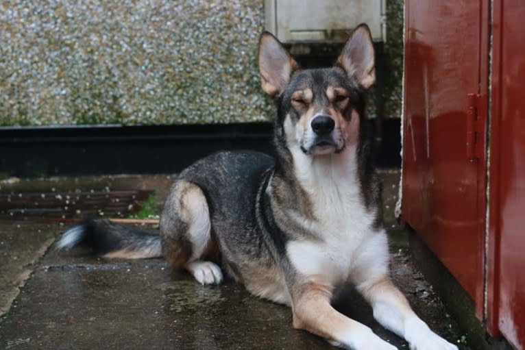 Koda, a German Shepherd Dog and Siberian Husky mix tested with EmbarkVet.com