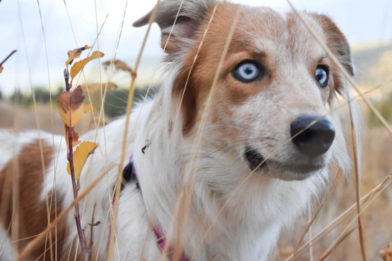 Luna, a Siberian Husky and Australian Cattle Dog mix tested with EmbarkVet.com