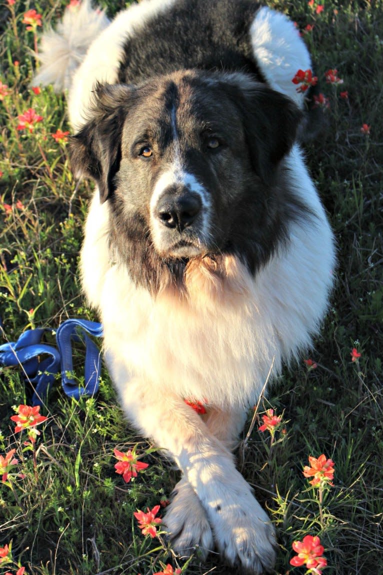 Adonis, a Pyrenean Mastiff tested with EmbarkVet.com