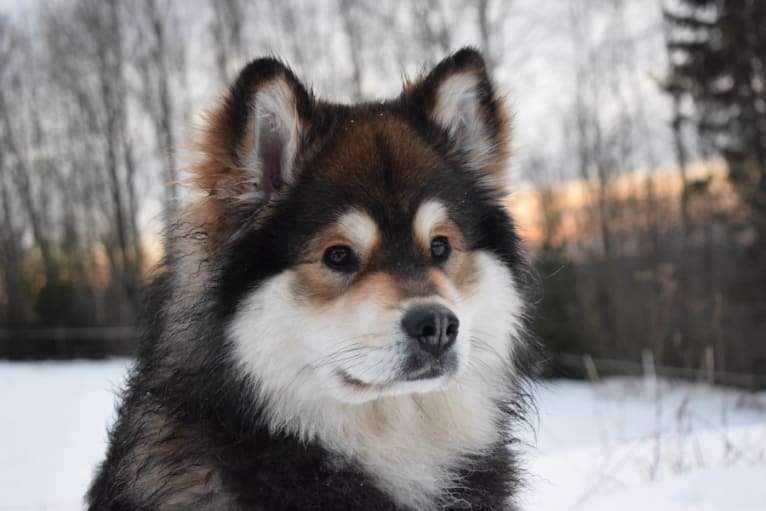 Peikkovuoren Karhunmarja, a Finnish Lapphund tested with EmbarkVet.com