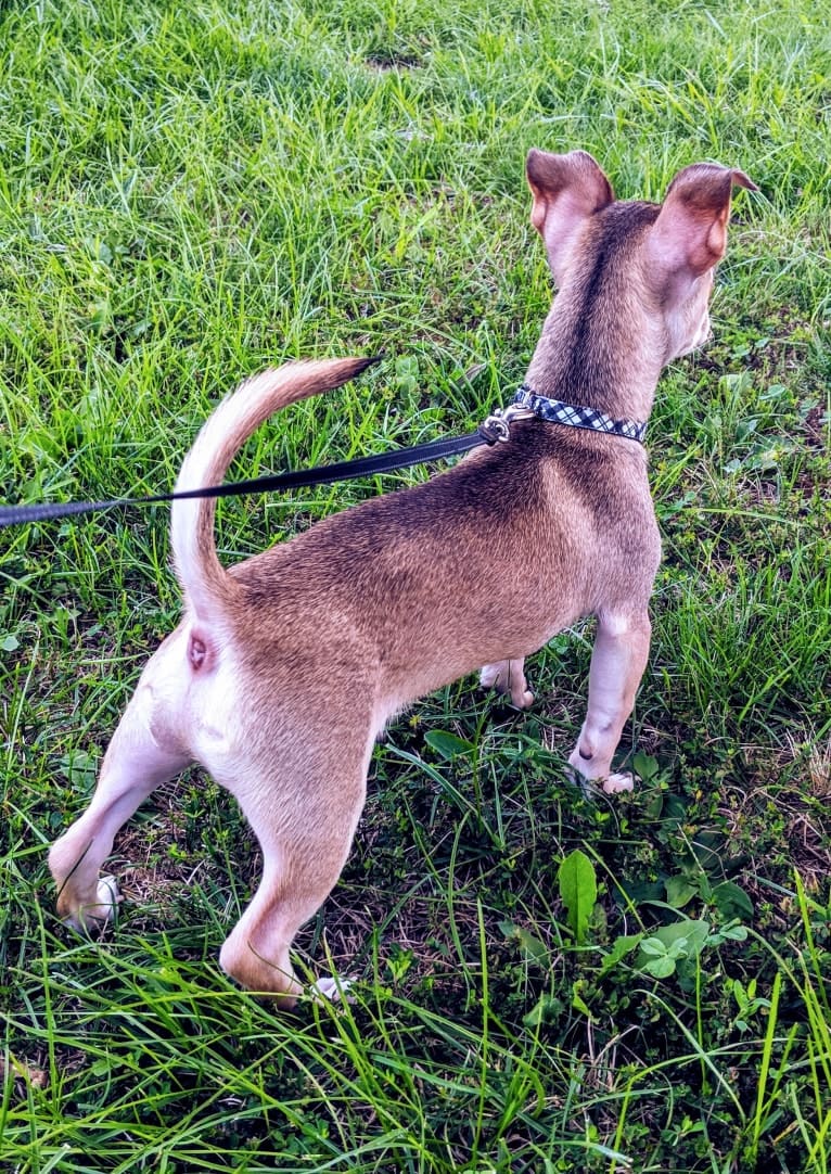 Dexter, a Chihuahua tested with EmbarkVet.com