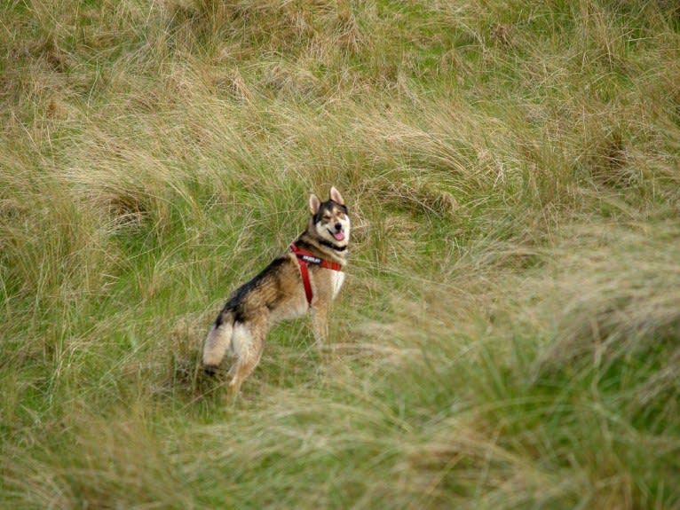 Kalen, a German Shepherd Dog and Siberian Husky mix tested with EmbarkVet.com