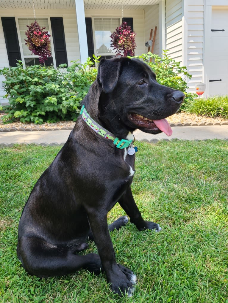 Hunter, a Labrador Retriever and American Bulldog mix tested with EmbarkVet.com