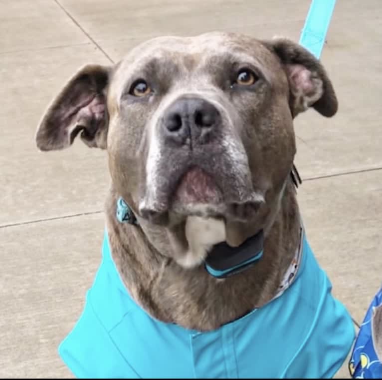 Raven, an American Pit Bull Terrier and American Staffordshire Terrier mix tested with EmbarkVet.com