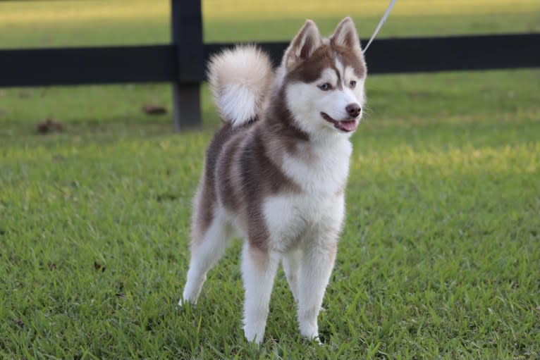 Mambo-F3, a Pomsky tested with EmbarkVet.com