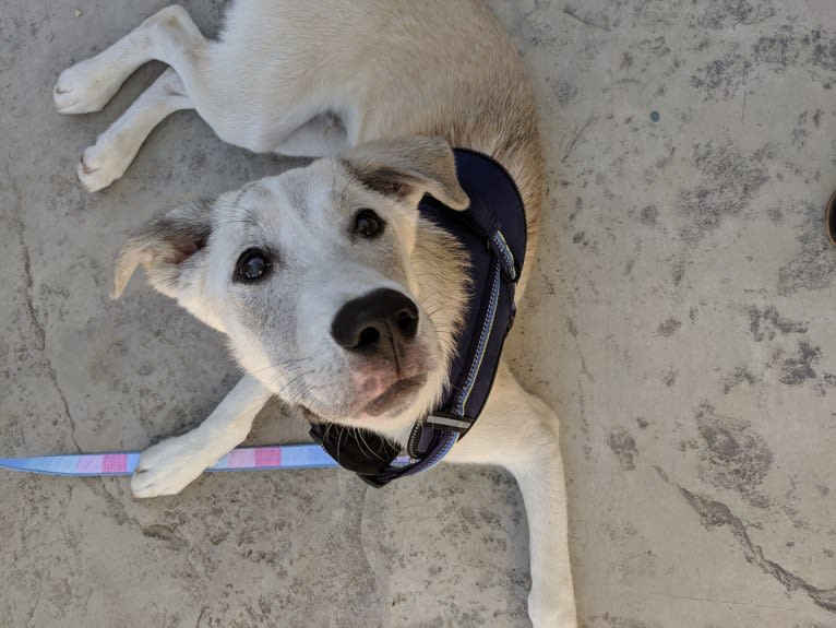 Juno, a Labrador Retriever and Siberian Husky mix tested with EmbarkVet.com