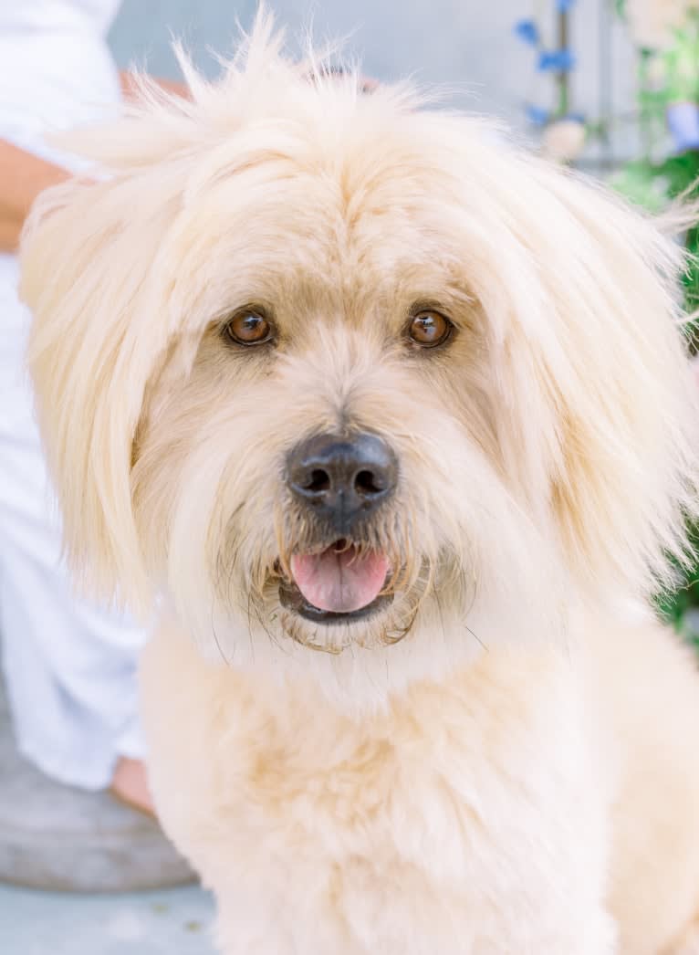 Kimo, a Lhasa Apso and Chow Chow mix tested with EmbarkVet.com