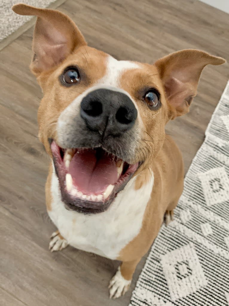 Brock, an Australian Cattle Dog and American Pit Bull Terrier mix tested with EmbarkVet.com