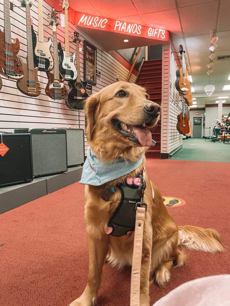 Marley, a Golden Retriever tested with EmbarkVet.com