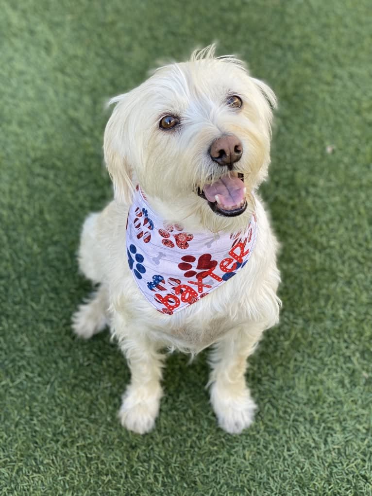 Baxter, a Rat Terrier and Poodle (Small) mix tested with EmbarkVet.com