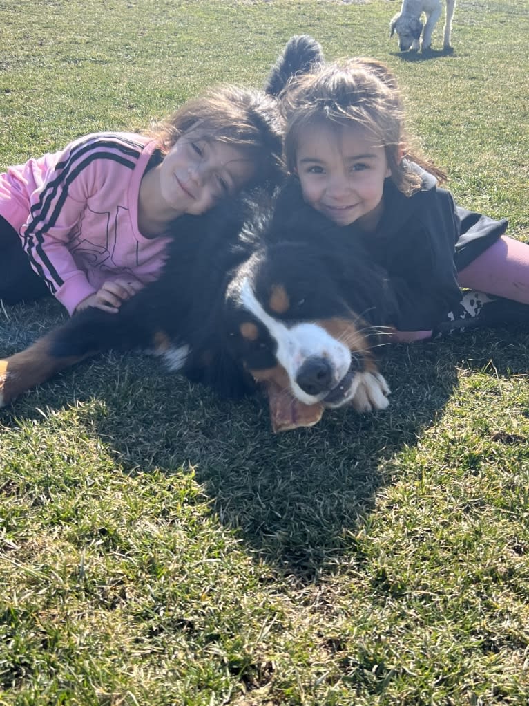 Scout, a Bernese Mountain Dog tested with EmbarkVet.com