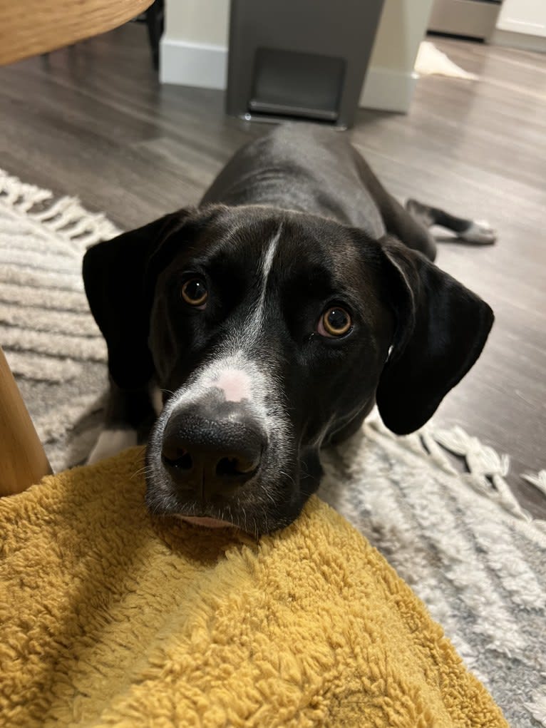 Dougal, a Treeing Walker Coonhound and American Pit Bull Terrier mix tested with EmbarkVet.com