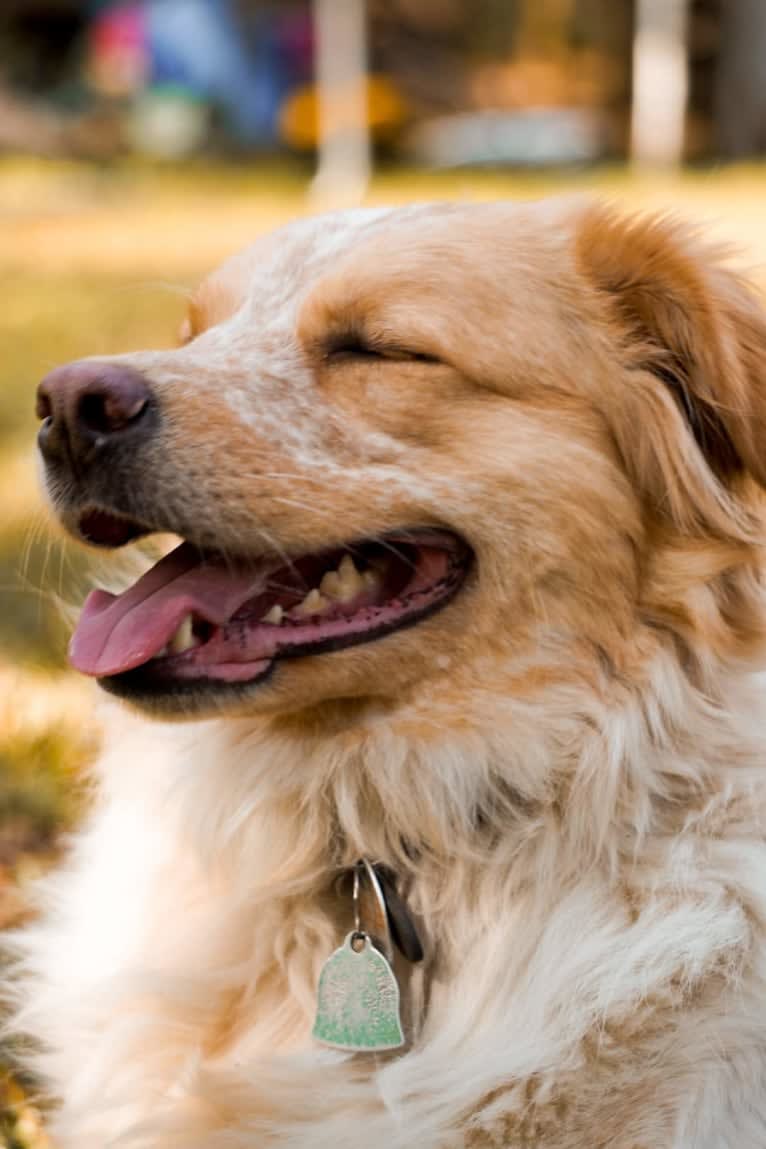 Wendy, a Great Pyrenees and American Pit Bull Terrier mix tested with EmbarkVet.com