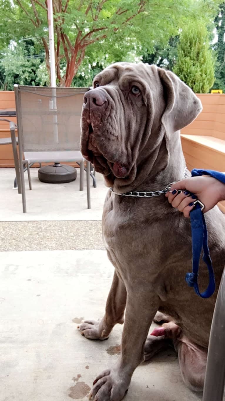 Apollo, a Neapolitan Mastiff tested with EmbarkVet.com