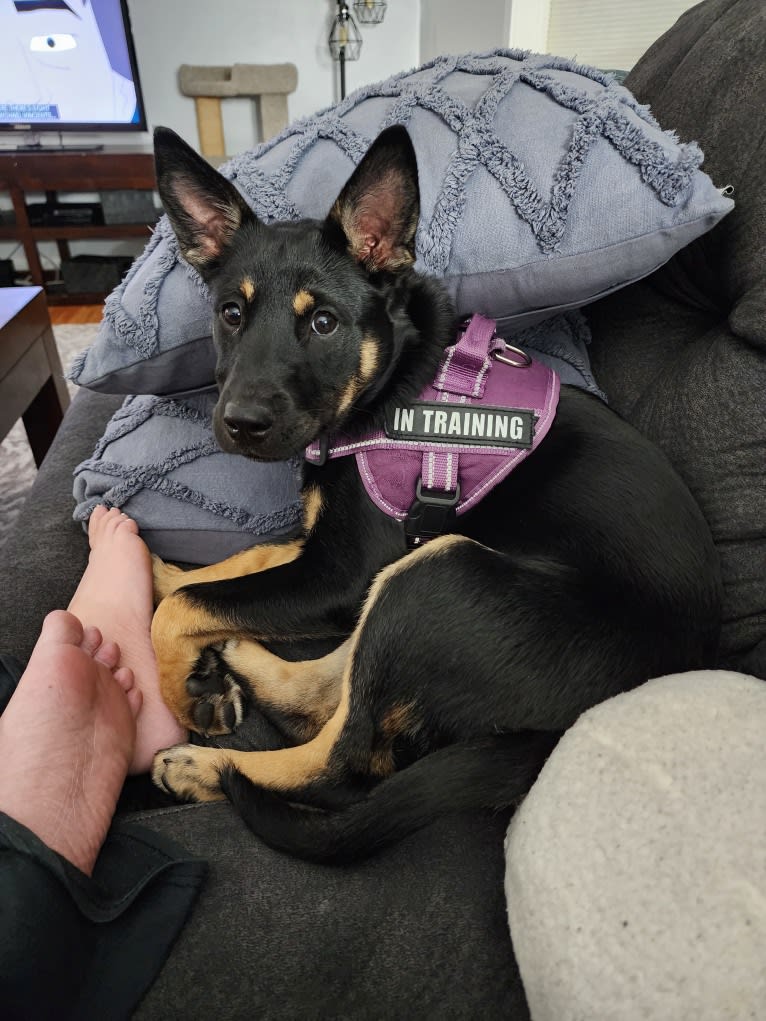Tali'Zorah, an Australian Cattle Dog and Siberian Husky mix tested with EmbarkVet.com