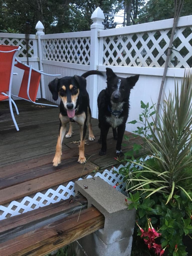 Tex, an Australian Cattle Dog and Border Collie mix tested with EmbarkVet.com