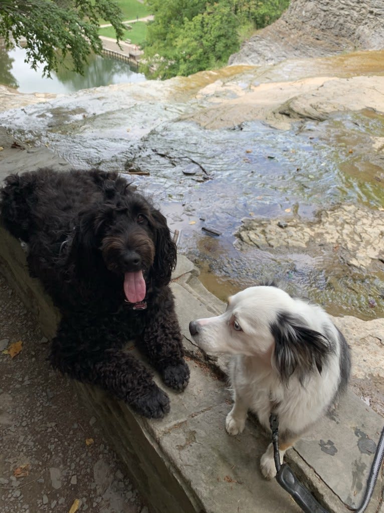 Juno, a Poodle (Standard) and English Cocker Spaniel mix tested with EmbarkVet.com