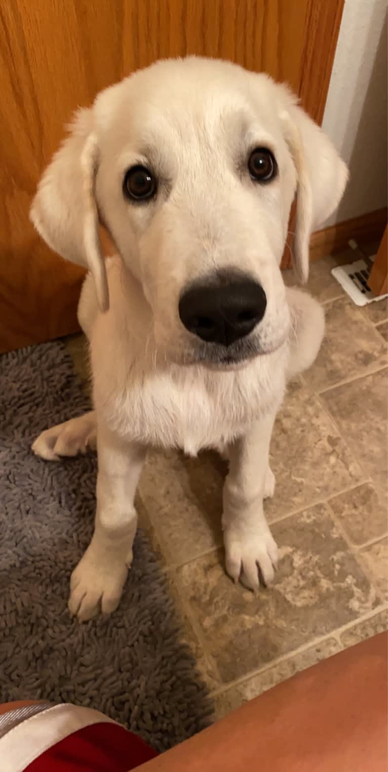 Keebler, a Great Pyrenees and Sarplaninac mix tested with EmbarkVet.com