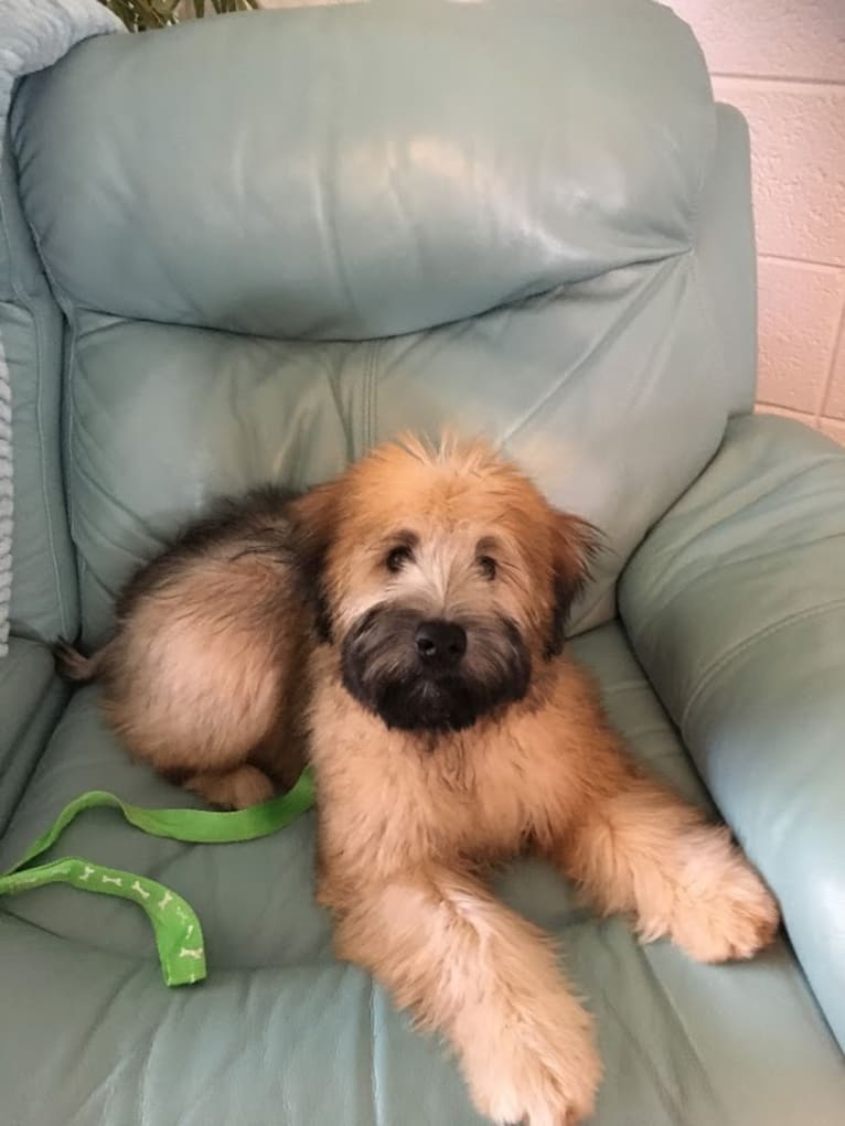 Otis, a Soft Coated Wheaten Terrier tested with EmbarkVet.com