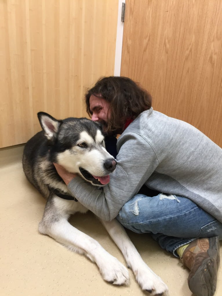 Fenrir, an Alaskan Malamute tested with EmbarkVet.com