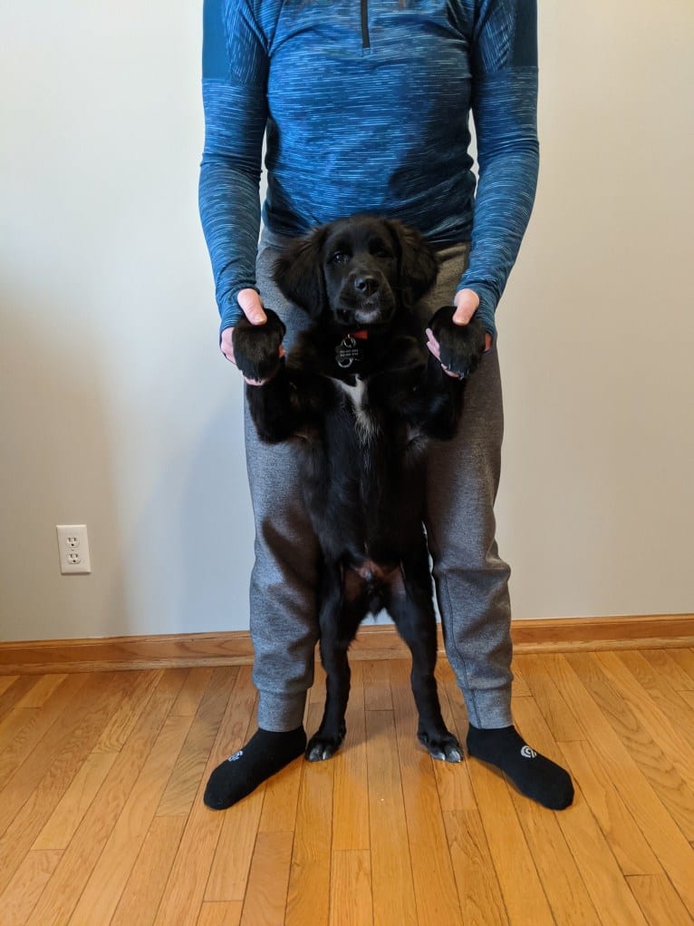 Conway, a Golden Retriever and Great Pyrenees mix tested with EmbarkVet.com