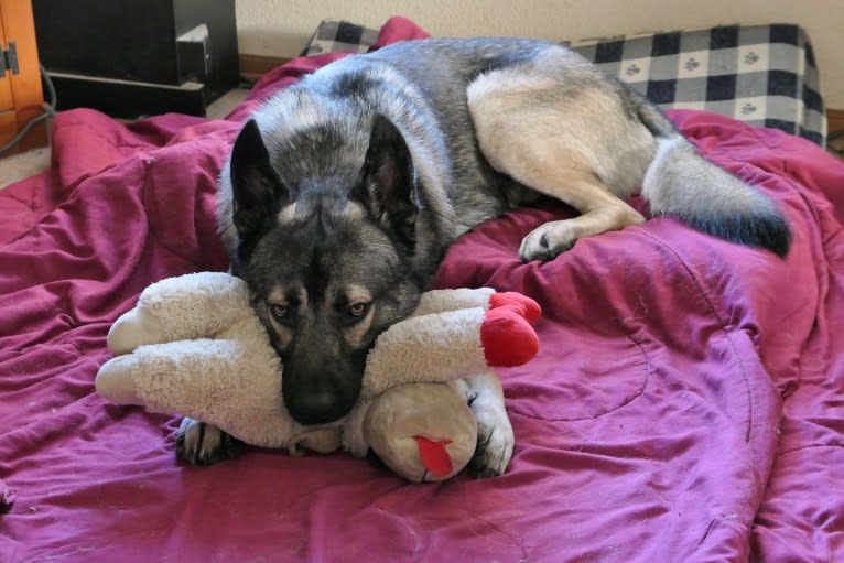 Kodiak, a Caucasian Ovcharka and German Shepherd Dog mix tested with EmbarkVet.com