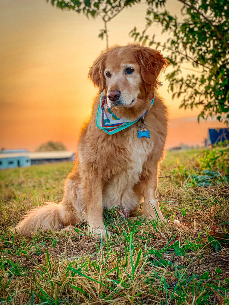 Jake, a Golden Retriever and Cocker Spaniel mix tested with EmbarkVet.com