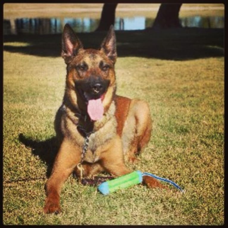 Gunny, a Dutch Shepherd tested with EmbarkVet.com