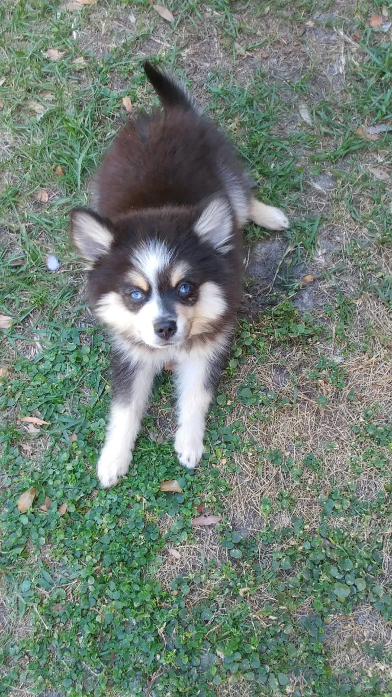 Miles, a Pomsky tested with EmbarkVet.com