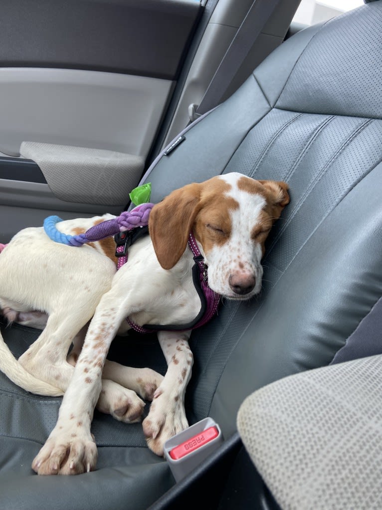 Texie, a Pointer and Llewellin Setter mix tested with EmbarkVet.com