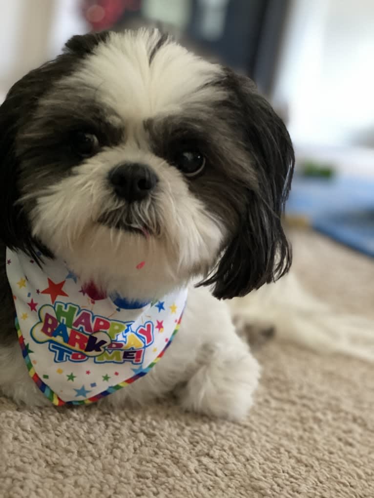 Harvey, a Shih Tzu tested with EmbarkVet.com