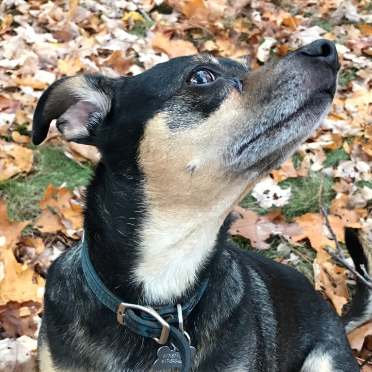 Biscuit aka Biz, a Chihuahua and Rat Terrier mix tested with EmbarkVet.com