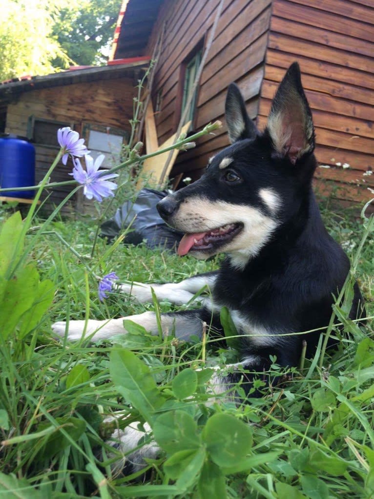 Bombao, an Eastern European Village Dog tested with EmbarkVet.com