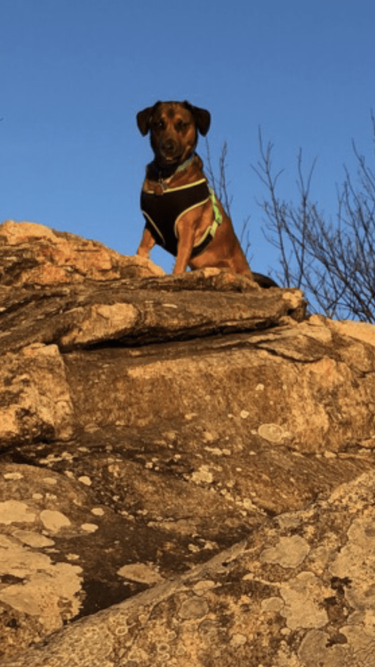 Rufus, a Rottweiler and Beagle mix tested with EmbarkVet.com