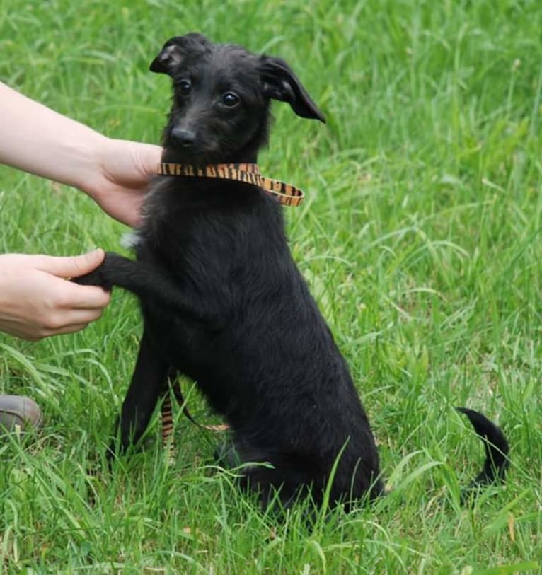 Miss Gracie Mansion OA OAJ NF, an Italian Greyhound and Poodle (Small) mix tested with EmbarkVet.com