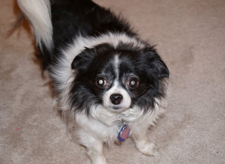 Emi-Lu, a Pomchi (15.8% unresolved) tested with EmbarkVet.com