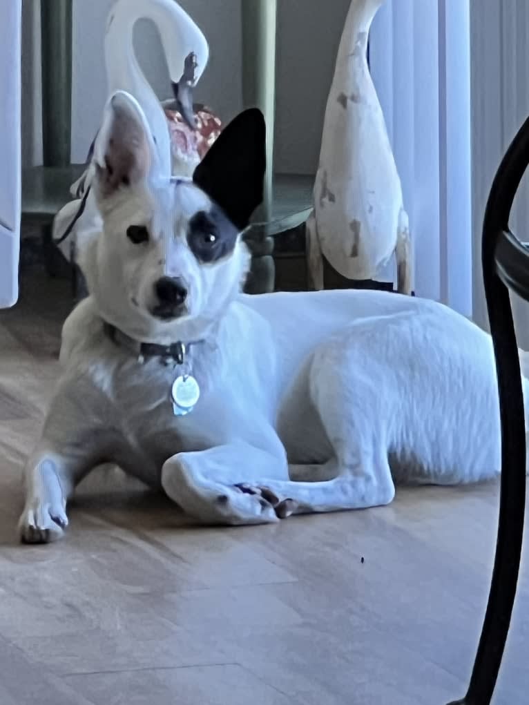 Luke Skywalker, an Australian Cattle Dog and Rat Terrier mix tested with EmbarkVet.com