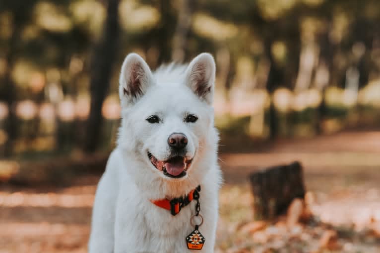 Nuru, a Japanese or Korean Village Dog and Jindo mix tested with EmbarkVet.com