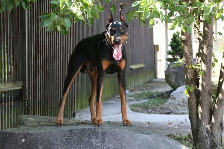 Riku, a Doberman Pinscher tested with EmbarkVet.com