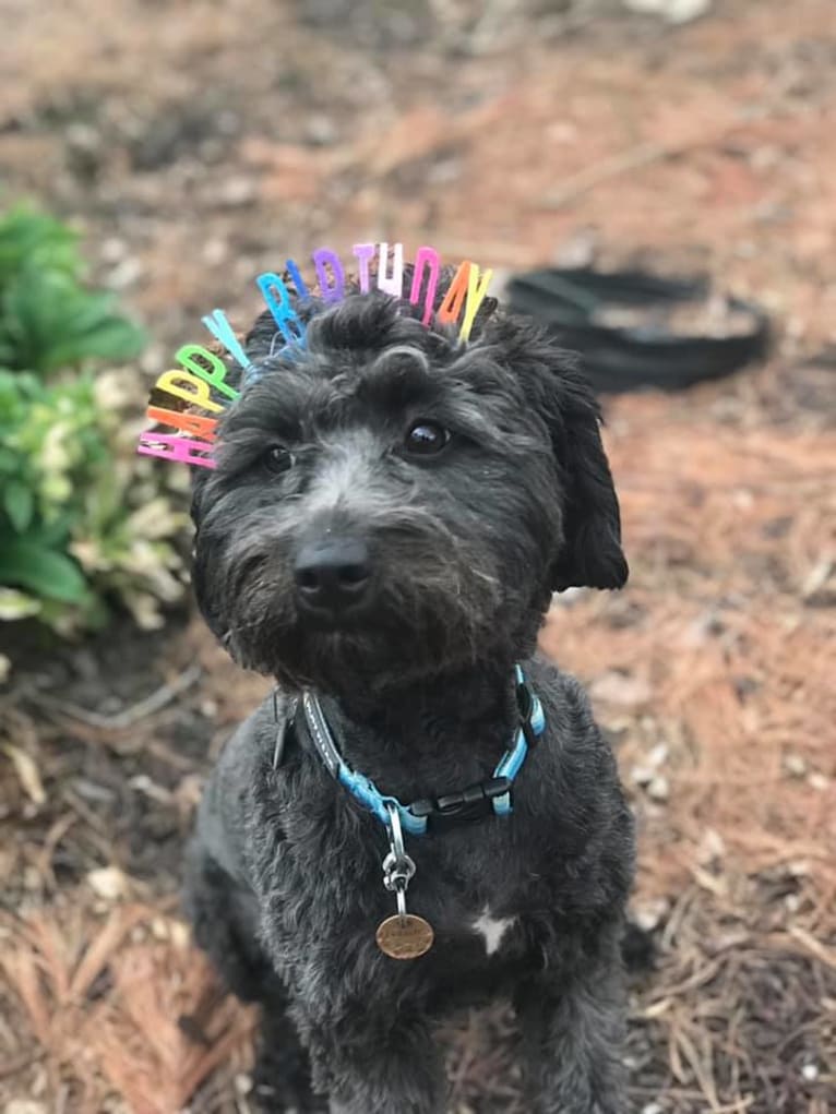 Bluebonnet, a Poodle (Small) and American Pit Bull Terrier mix tested with EmbarkVet.com