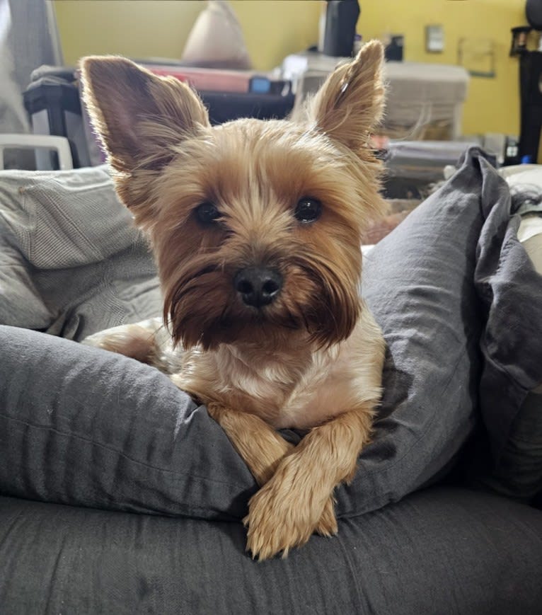 Charlie, a Yorkshire Terrier tested with EmbarkVet.com