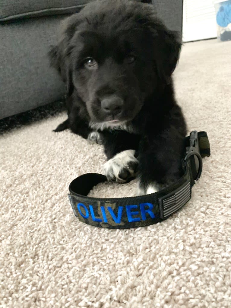 Oliver, a Great Pyrenees and Golden Retriever mix tested with EmbarkVet.com