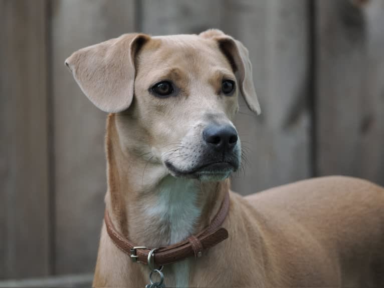 Lila, an American Pit Bull Terrier and Labrador Retriever mix tested with EmbarkVet.com