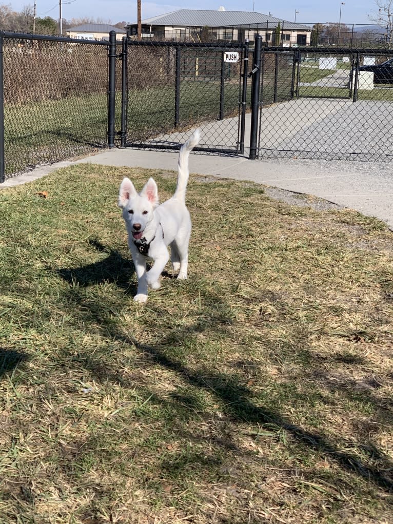 Bao, a Siberian Husky and Poodle (Small) mix tested with EmbarkVet.com