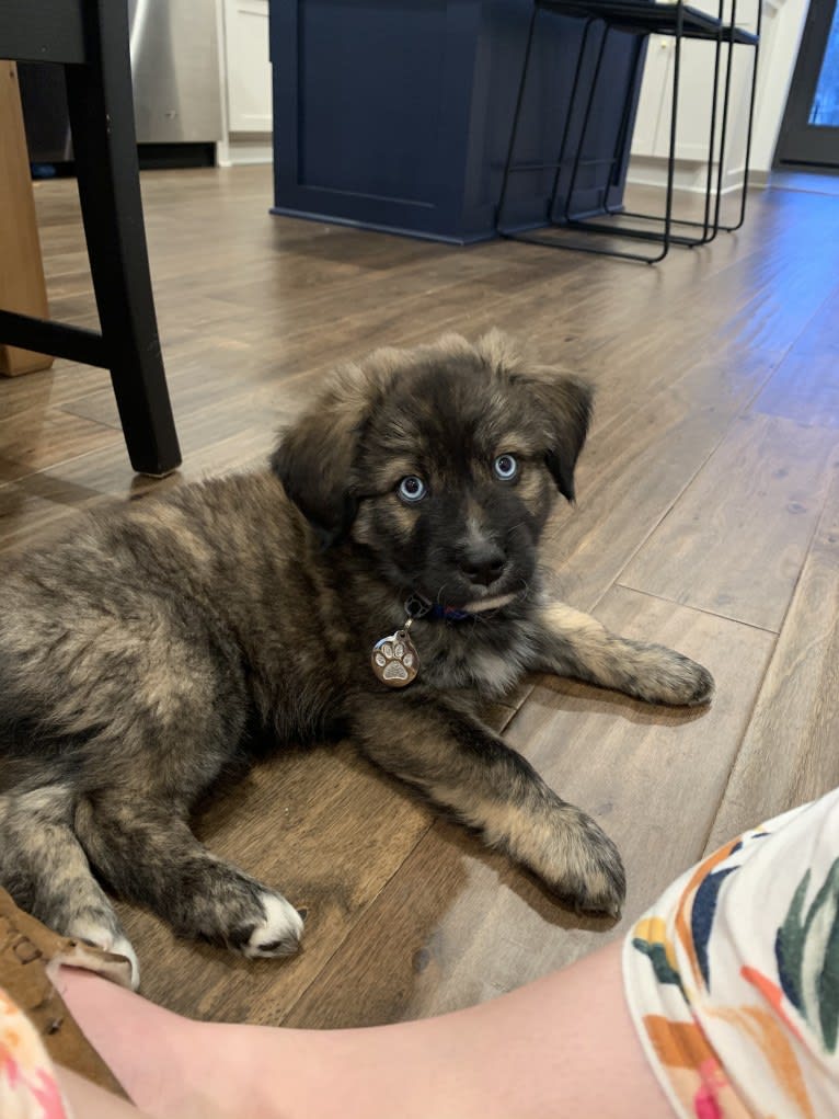 Finn, a Great Pyrenees and Siberian Husky mix tested with EmbarkVet.com